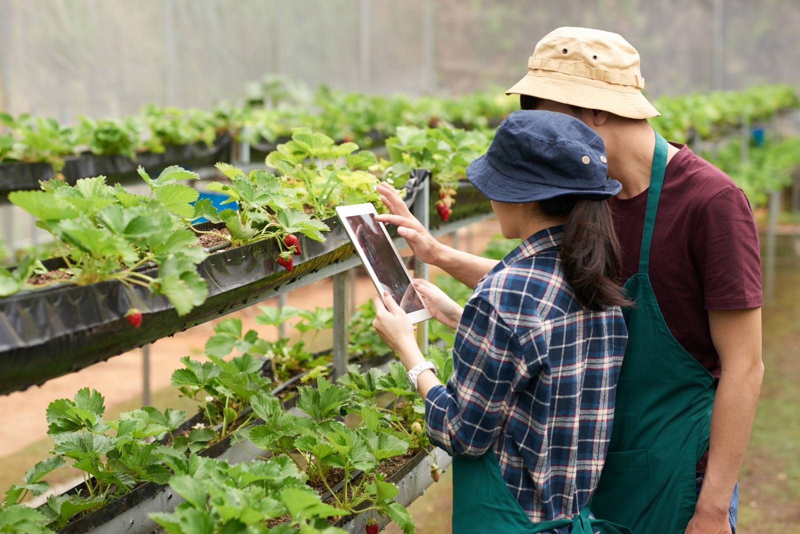 The Role of IoT in Smart Agriculture