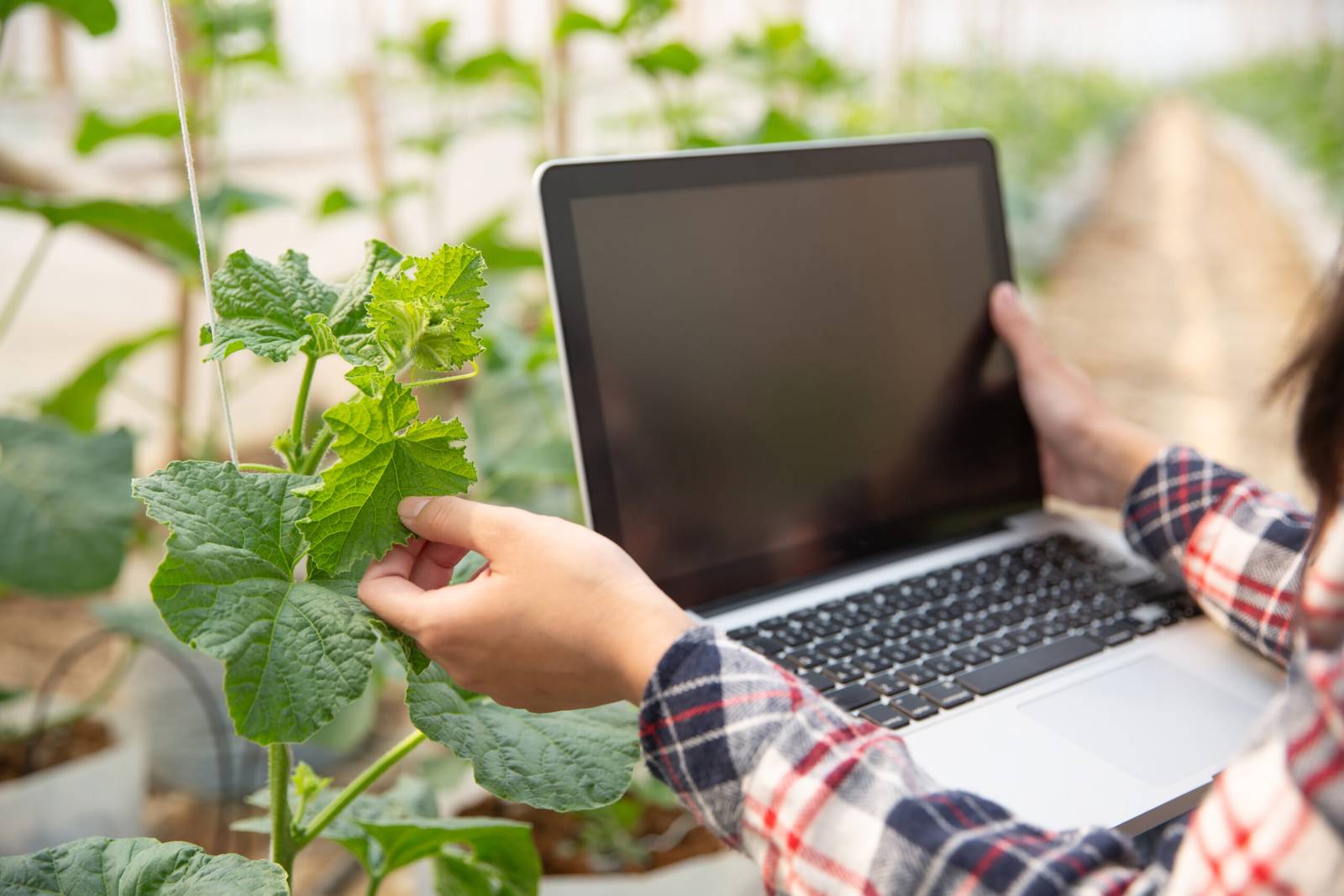 Tech Solutions for Sustainable Agriculture